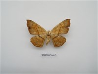 藏品(尺蛾214)的圖片